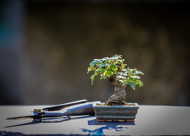 fastest growing bonsai trees