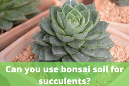 use bonsai soil for succulents