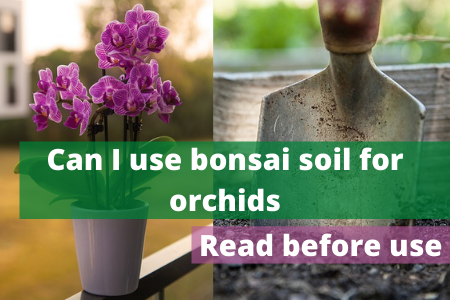bonsai soil for orchids