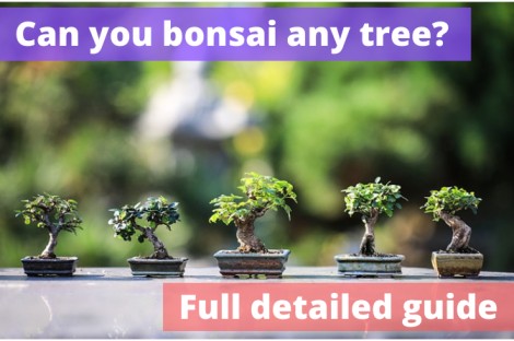 bonsai any tree