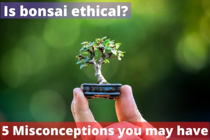 Is bonsai ethical
