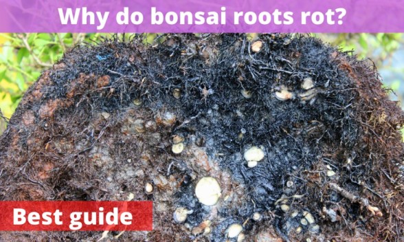 Why do bonsai roots rot