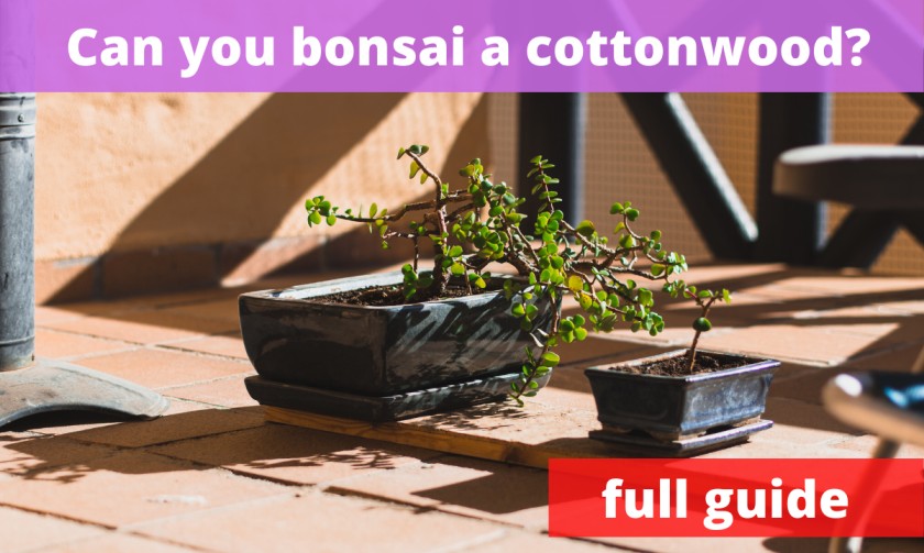 Cottonwood bonsai