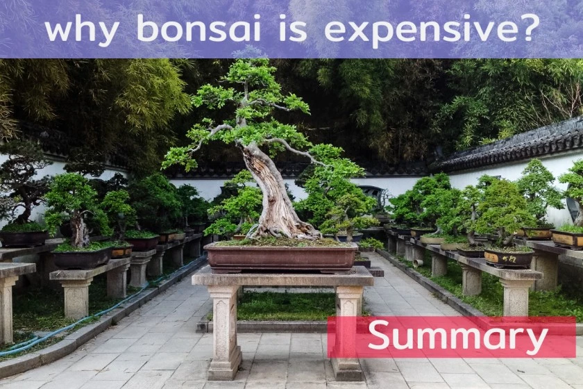 why bonsai is expensive